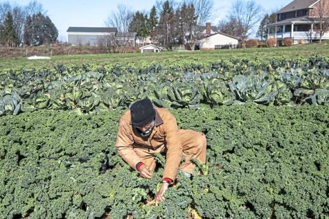 Photo from mcall.com, a farmer is tending to his crops