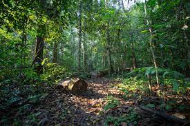 Photo from commons.wikimedia.org, beautiful forests like this one are at risk of destruction from climate change and human activity