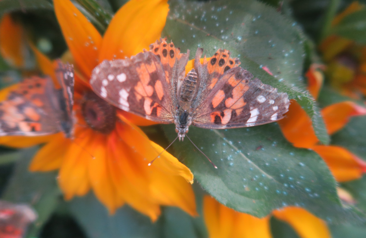 Sitting peacefully on a flower, a painted lady butterfly rests its wings. 